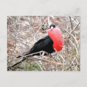 Carte Postale Frigate Bird (Fragata) dans Galapagos d'affichage (Devant)