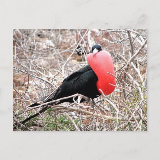 Carte Postale Frigate Bird (Fragata) dans Galapagos d'affichage (Devant)