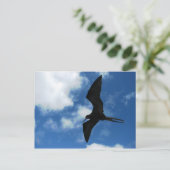 Carte Postale Frigate Bird (Fragata), Galapagos (Debout devant)
