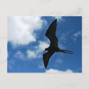 Carte Postale Frigate Bird (Fragata), Galapagos
