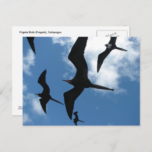 Carte Postale Frigate Birds (Fragata), îles Galapagos 6 (Devant / Derrière)
