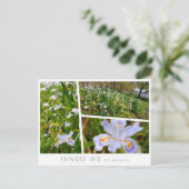 Carte Postale Fringed Iris (Debout devant)