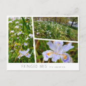 Carte Postale Fringed Iris (Devant)