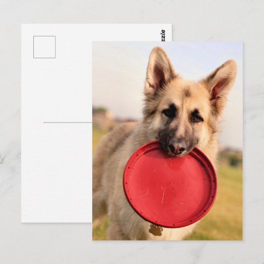 Carte Postale Frisbee (Devant / Derrière)