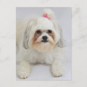 Carte Postale frise bichon avec un arc rose dans ses cheveux