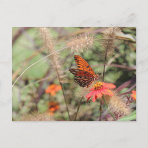 Carte Postale Fritillaire du Golfe sur Zinnia