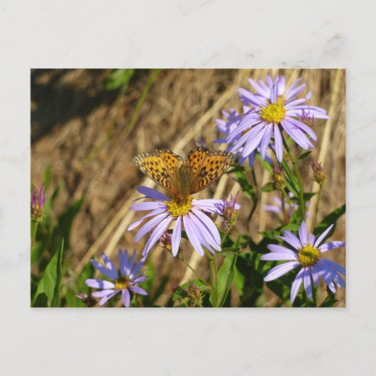 Carte Postale Fritillaire Hydaspe sur des fleurs d'aster pourpre (Devant)
