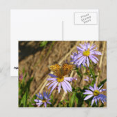 Carte Postale Fritillaire Hydaspe sur des fleurs d'aster pourpre (Devant / Derrière)