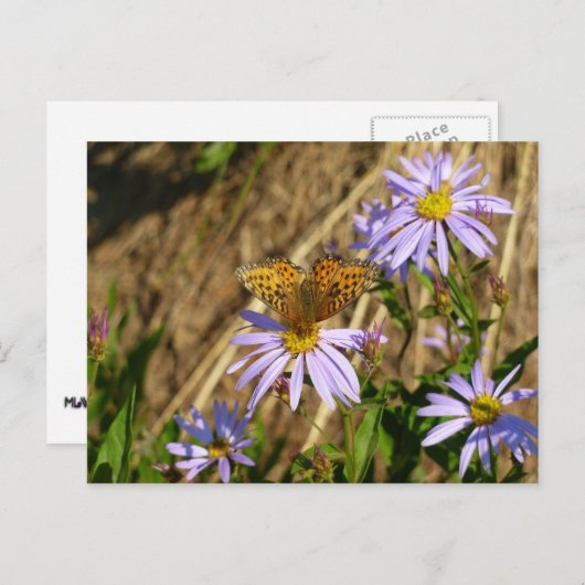 Carte Postale Fritillaire Hydaspe sur Fleurs d'Aster Violet (Devant / Derrière)
