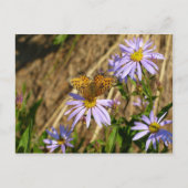 Carte Postale Fritillaire Hydaspe sur Fleurs d'Aster Violet (Devant)