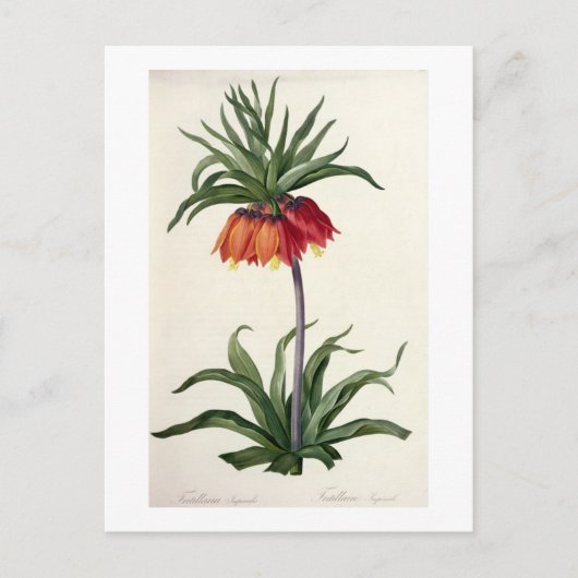 Carte Postale Fritillaria Imperialis de, "Les Lilacees", 1802- (Devant)