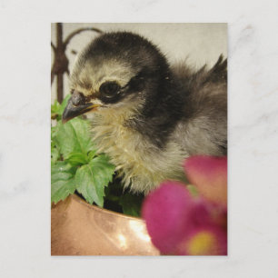 Carte Postale Frizzle Chick