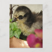 Carte Postale Frizzle Chick (Devant)