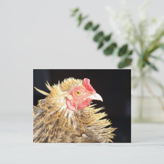 Carte Postale Frizzle Roo (Debout devant)