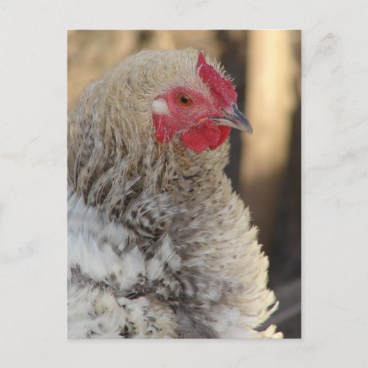Carte Postale Frizzle Rooster (Devant)
