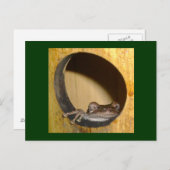 Carte postale, Frog House (Devant / Derrière)