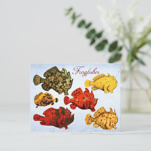 Carte Postale Frogfish (Debout devant)
