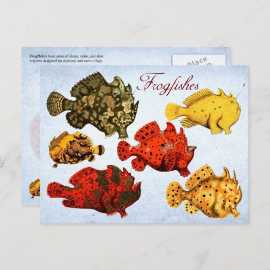 Carte Postale Frogfish (Devant / Derrière)