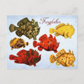 Carte Postale Frogfish (Devant)
