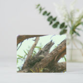Carte Postale frogmouth de hibou (Debout devant)