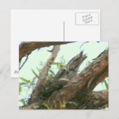 Carte Postale frogmouth de hibou (Devant / Derrière)