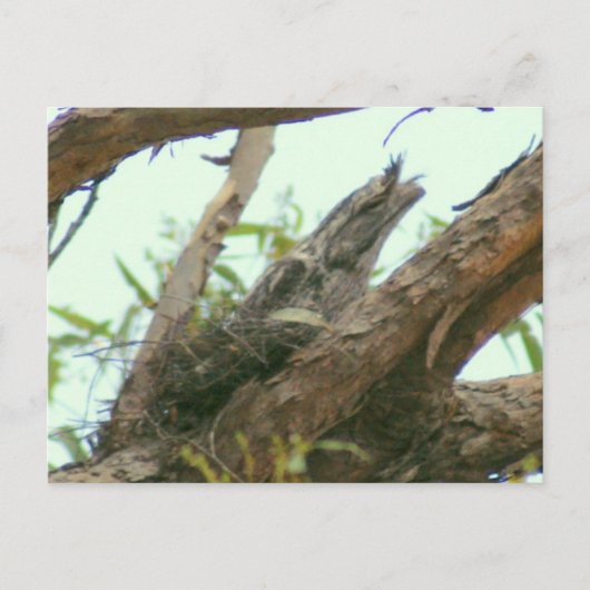 Carte Postale frogmouth de hibou (Devant)