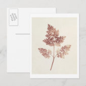 Carte Postale Fronds of Feuille, 1843 (photo b/w) (Devant / Derrière)