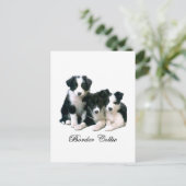 Carte Postale Frontière Collie Puppies (Debout devant)