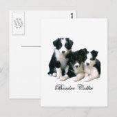 Carte Postale Frontière Collie Puppies (Devant / Derrière)