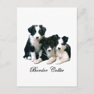 Carte Postale Frontière Collie Puppies