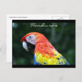 Carte Postale frontière d'ara rouge (Devant / Derrière)