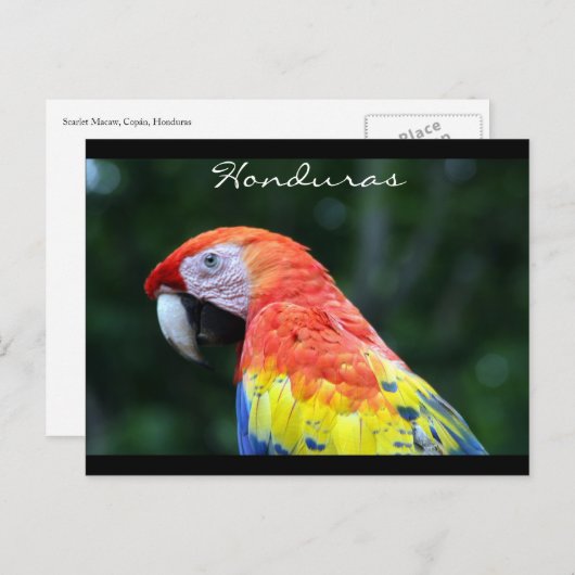 Carte Postale frontière d'ara rouge (Devant / Derrière)