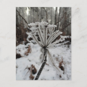 Carte Postale Frost d'hiver sur les plantes dans la forêt