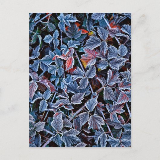 Carte Postale Frost sur les feuilles d'automne, Oregon (Devant)