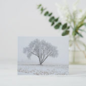 Carte Postale Frost sur un arbre solitaire (Debout devant)