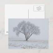 Carte Postale Frost sur un arbre solitaire (Devant / Derrière)