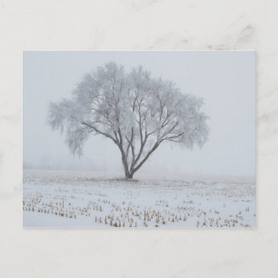 Carte Postale Frost sur un arbre solitaire