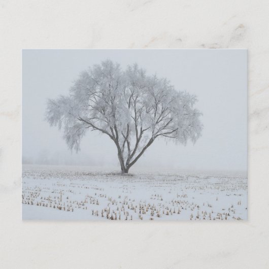 Carte Postale Frost sur un arbre solitaire (Devant)