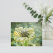 Carte Postale Frosty Zinna (Debout devant)