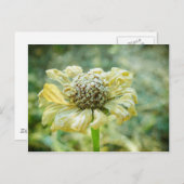 Carte Postale Frosty Zinna (Devant / Derrière)