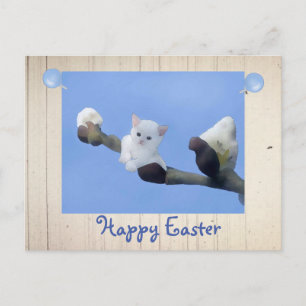 Carte Postale Frühlingskätzchen