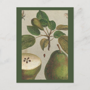 Carte Postale Fruit botanique Pear Still Life