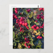 Carte Postale Fruit d'automne (Devant / Derrière)