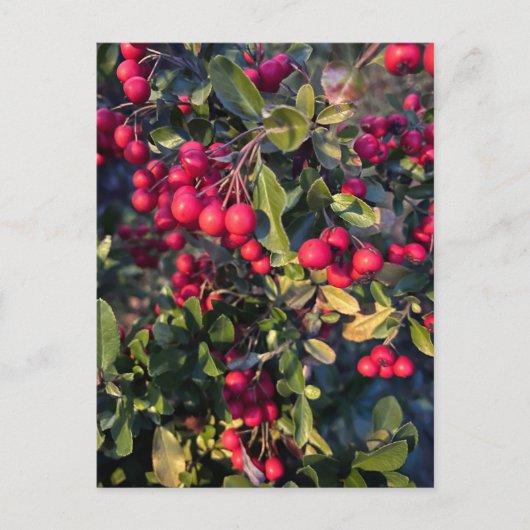 Carte Postale Fruit d'automne (Devant)