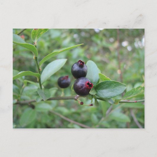 Carte Postale Fruit de bleuet sauvage (Devant)