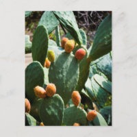 Fruit de cactus à poires