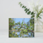 Carte Postale Fruit de crabe du Sud (Debout devant)