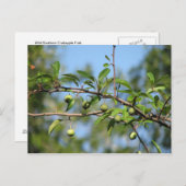 Carte Postale Fruit de crabe du Sud (Devant / Derrière)