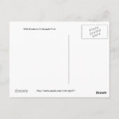 Carte Postale Fruit de crabe du Sud (Dos)