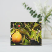 Carte Postale Fruit de kaki dans l'arbre (Debout devant)